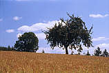 Baum und Kornfeld