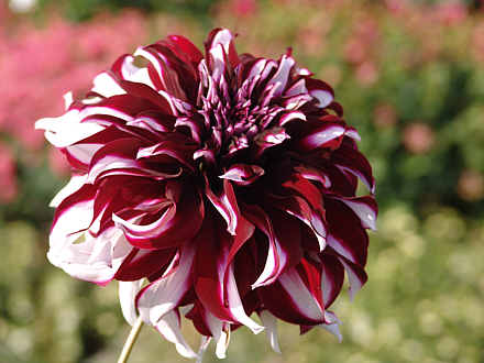 Tartan, die Dahlienkönigin