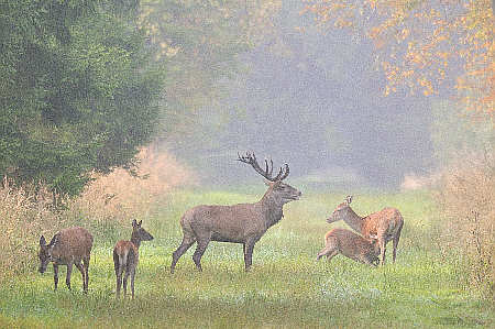 Rothirsch mit Hirschkühen - Siegerfoto Oktober im Wettbewerb der Naturparke Deutschlands