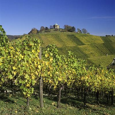 Inmitten von Reben: Der Württemberg mit der Grabkapelle