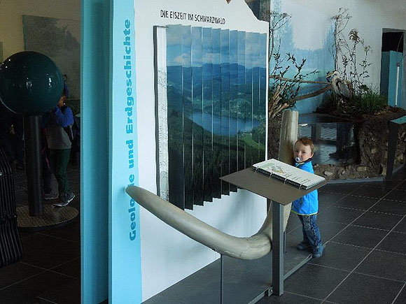 Mammutzahn. Foto: Naturpark S&uuml;dschwarzwald 