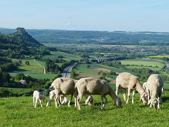 Blick vom Hohentwiel auf den Hohenkr&auml;hen. Foto Ernst Stegmaier, RP Freiburg &copy; ssg 