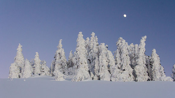 Verschniete Fichten am Feldberg