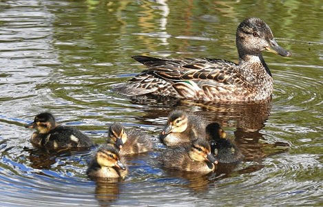 Krickente mit Jungen