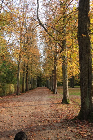 Westliche Allee im Schlosspark Schwetzingen