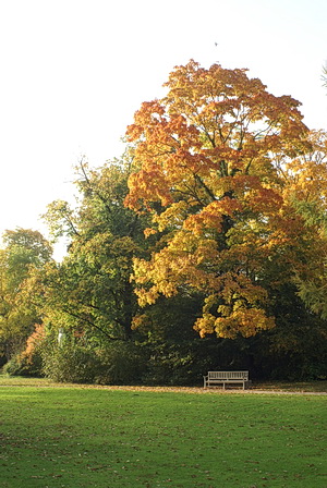 Schlossgarten Schwetzingen: Herbstfärbung in den Bäumen