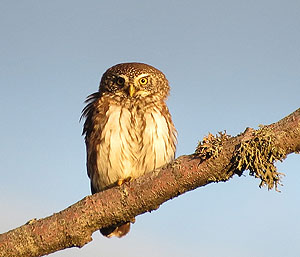 Sperlingskauz (© Hubertus Ulsamer)