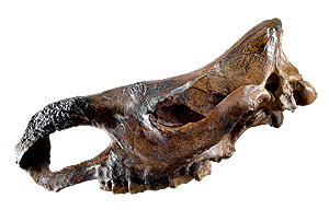 Daxlander Nashornschädel – Waldnashorn