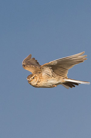 Singende Feldlerche (© Ralph Martin)