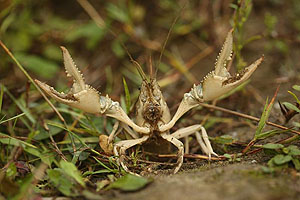 Kalikokrebs mit erhobenen Scheren. Foto: Karsten Grabow, PH Karlsruhe