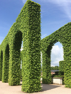 Schlossgarten Schwetzingen: Arkadenbäume am Zirkelbau