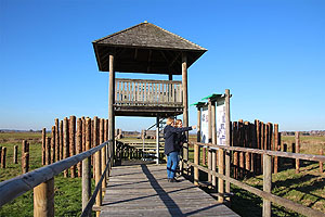 Aussichtsplattform beim archäologischen Moorlehrpfad beim Federseemuseum Bad Buchau. Foto: Landesamt für Denkmalpflege im Regierungspräsidium Stuttgart/ A. Schaflitzl