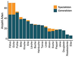 Anzahl der in der Studie gefangenen Insektenarten, aufgeführt nach Baumartengattungen, die als Futterpflanzen dienen. Die Buche nur sehr wenigen Spezialisten und auch weniger Generalisten als Nahrung dient als beispielsweise die Eiche oder die Föhre. Grafik: Felix Neff, Eidg. Forschungsanstalt WSL