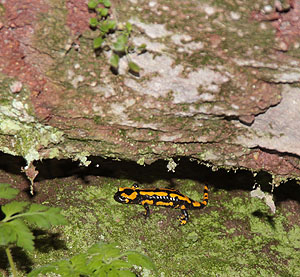 Salamander
