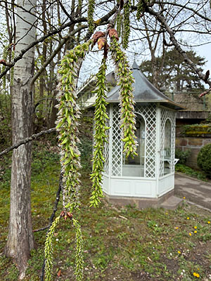 Bad Mergentheim, Zitterpappel im Kurpark.